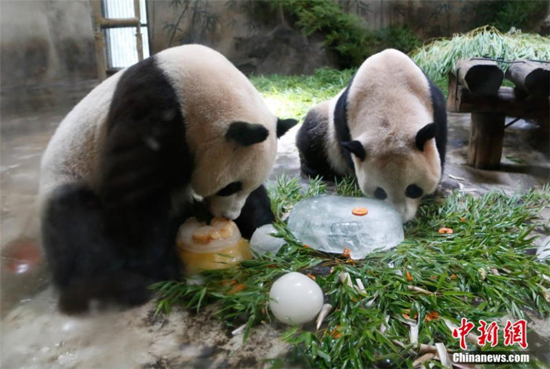 パンダの兄弟が杭州で誕生日パーティ
