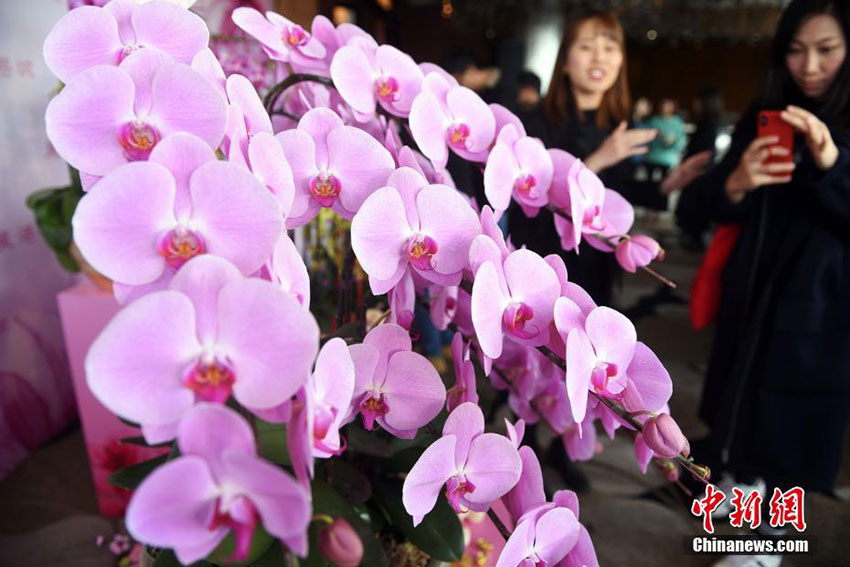 香港地区で春節祝賀の「新春花市」が開催　一際目を引く鮮やかな胡蝶蘭 (2)