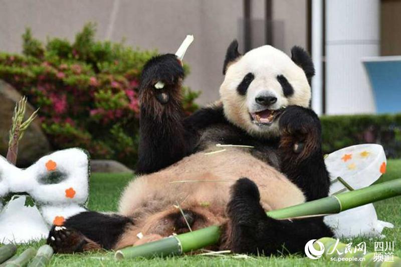 成都から日本へやって来たパンダの「永明」、日本動物大賞グランプリに