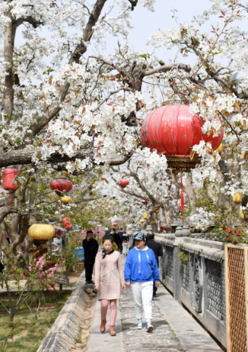 中国甘粛省蘭州市皐蘭県什川古梨園梨の花が満開