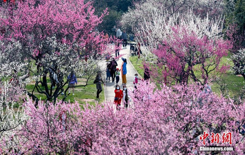 武漢市の東湖磨山梅園が梅の見頃