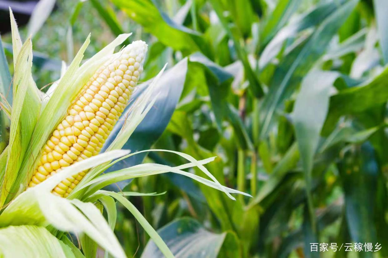 中国の秋収穫穀物の作付面積が8700万ヘクタール
