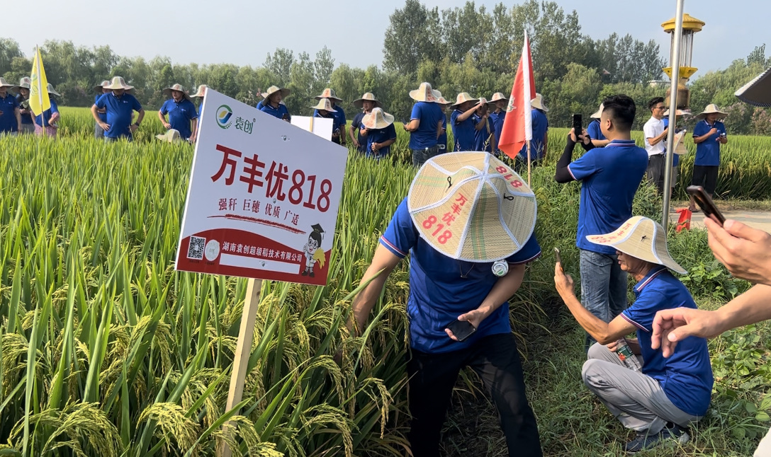 中国の高温に強い稲の研究に新たな進展