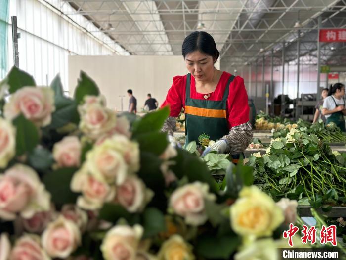 七夕経済」を支える西北の「バラ工場」　1日数十万本の切り花を生産　甘粛省