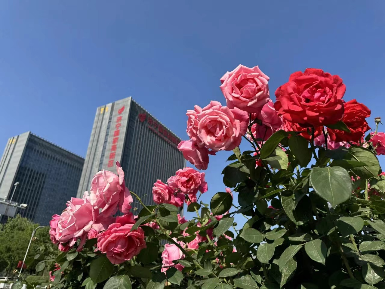 済寧ハイニューテク産業開発区：コウシンバラが咲いて 花見の時期をもう一度迎え