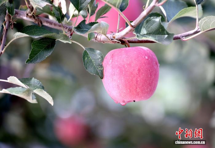 黄土高原でたわわに実る「真っ赤なリンゴ」栽培面積13万ムー