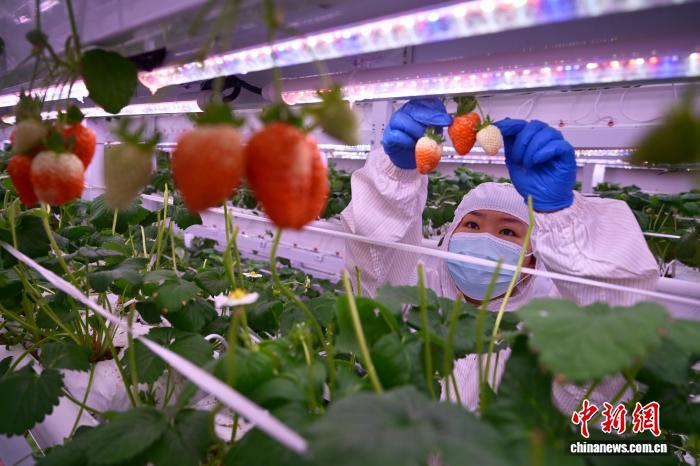 「イチゴをいつでも食べられる」　中国西南地域最大のスマート立体イチゴ工場を訪ねて