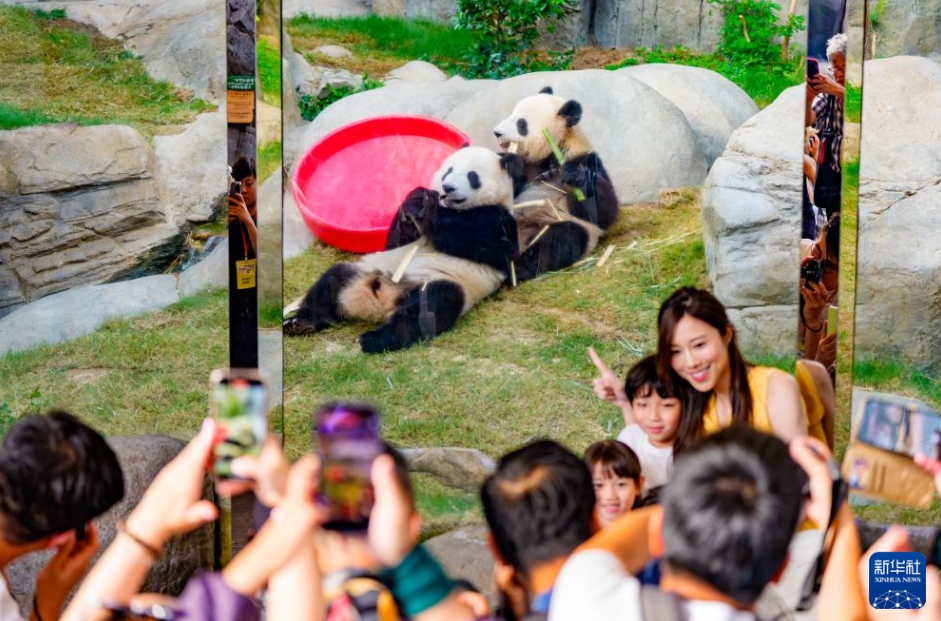 香港海洋公園でパンダ6頭の誕生日イベント開催中﻿